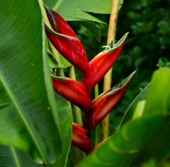 Heliconia Caribaea (Parrot Beak)