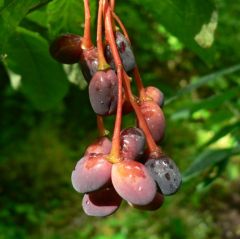 Indian Plum / Osoberry Seeds (Oemleria cerasiformis)