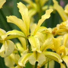 Iris Halophila Seeds