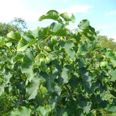 Jatropha Curcas (Barbados Nut)