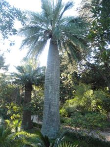 Jubaea Chilensis (Chiliean Wine Palm)