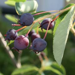June Berry (Amelanchier lamarckii)