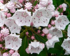 Mountain-Laurel (Kalmia latifolia)