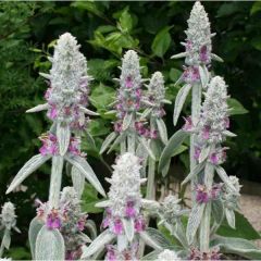 Lamb's-Ear Seeds (Stachys byzantina)