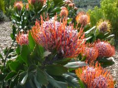 Leucospermum Glabrum (Pincushion Protea)