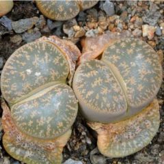 Lithops Lesliei Seeds