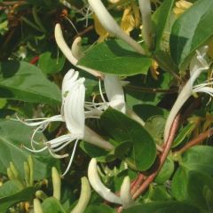 Lonicera Japonica (Japanese Honeysuckle)
