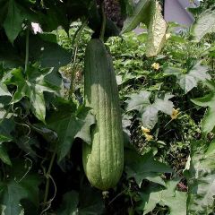Sponge Gourd Seeds