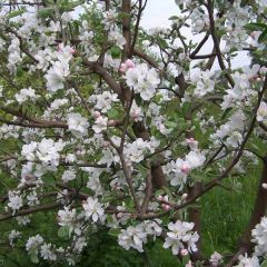 Malus Domestica Seeds (Pyrus Malus Seeds, Malus Sylvestris Seeds, Apple Tree Seeds, Common Apple, Domestic Apple Seeds, Malus Communis Seeds)