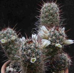 Mammillaria Capensis Seeds