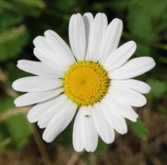 German Chamomile (Matricaria chamomilla)