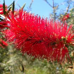 Narrow-Leaved Bottlebrush (Melaleuca linearis)
