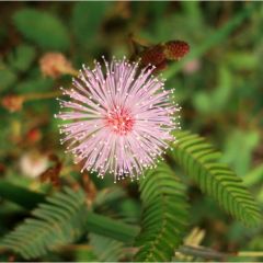 Mimosa Pudica (Sensitive Plant)