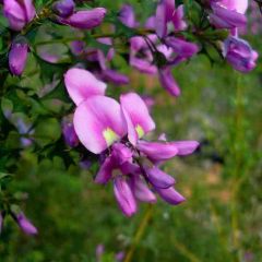 Mirbelia Dilatata Seeds