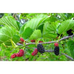 Morus Rubra Seeds (Red Mulberry Seeds)