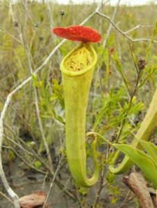 Nepenthes Tenax