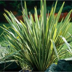 New Zealand Flax Seeds (Phormium tenax)