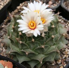 Obregonia Denegrii Seeds