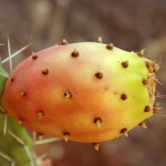 Opuntia Ficus-Indica Seeds