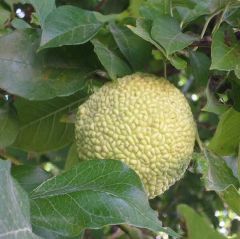 Osage Orange Seeds
