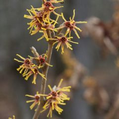 Ozark Witch Hazel (Hamamelis vernalis)