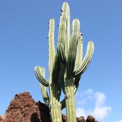 Pachycereus Pecten-Aboriginum