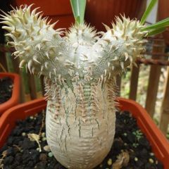 Pachypodium Eburneum Seeds