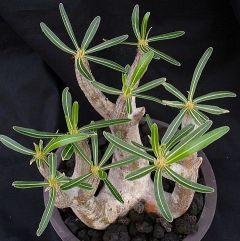 Pachypodium Inopinatum Seeds