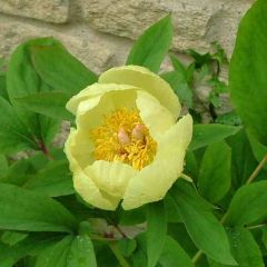 Golden Peony, Molly the Witch  (Paeonia Mlokosewitschii)