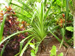Pandanus Furcatus