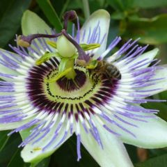 Passiflora Caerulea (Blue Passion Flower)