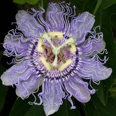 Graines Passiflora Incarnata (Passiflore Officinale)