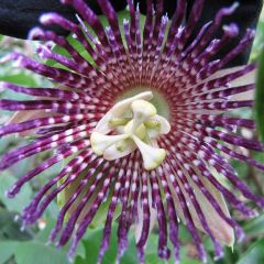 Passiflora Laurifolia (Water Lemon)