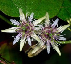 Passiflora Sexflora