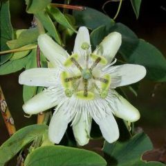 Passiflora Tenuifila Seeds