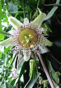 Passiflora Adenopoda Seeds