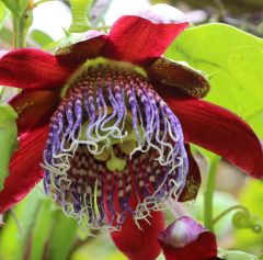 Graines Passiflora Alata (Grenadille Sauvage)