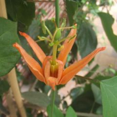 Passiflora Aurantia Seeds