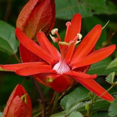 Scarlet passion flower Seeds