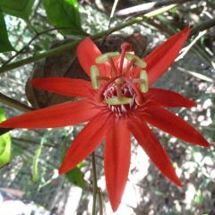 Graines Passiflora Vitifolia (Passiflore à feuilles de vigne)