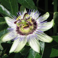 Graines Passiflora Edulis (Passiflore Mauve, Grenadille)