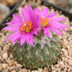 Pelecyphora Strobiliformis