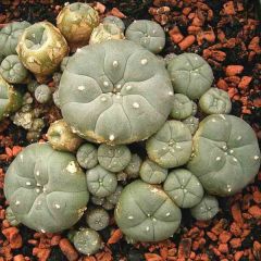Lophophora Williamsii Seeds (Peyote Seeds)