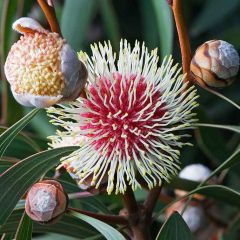 Pincushion Hakea Seeds