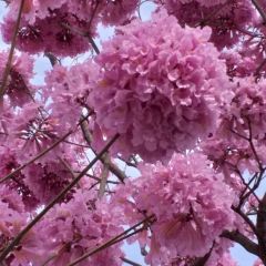 Pink Trumpet Tree Seeds (Tabebuia Rosea)