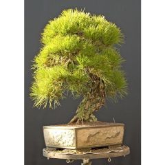 Pinus Densiflora (Japanese Red Pine Tree)