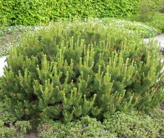 Pinus Mugo Pumilio (Dwarf Mugo Pine)
