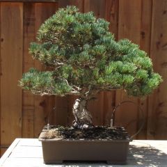 Japanese White Pine - Pinus Parviflora- Bonsai