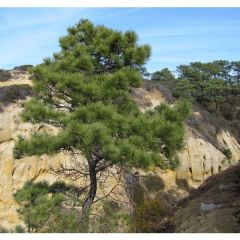 Torrey Pine (Pinus torreyana)