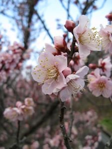 Prunus Mume (Japanese Apricot)